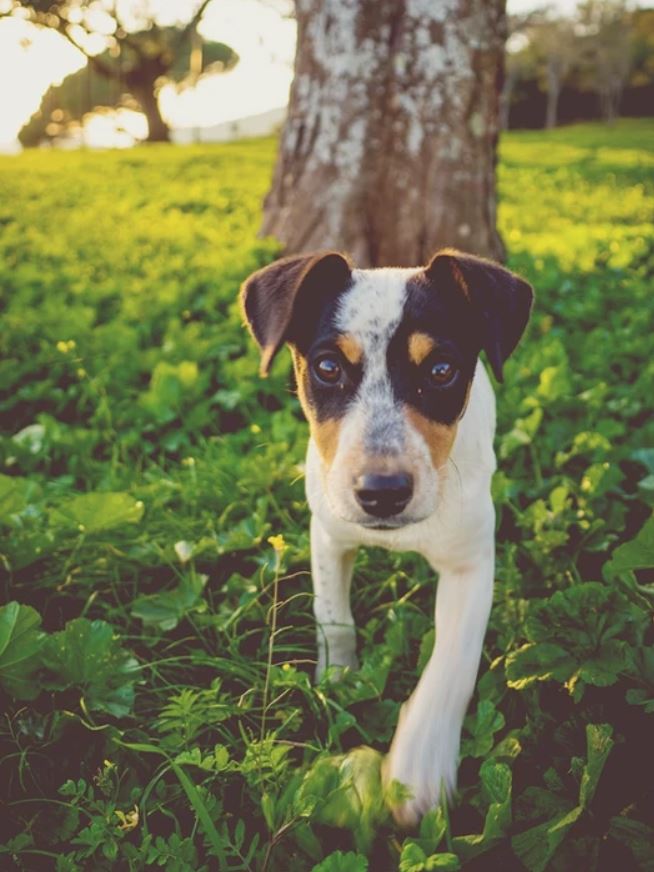 Een puppy? Waar denk je dan best even aan?