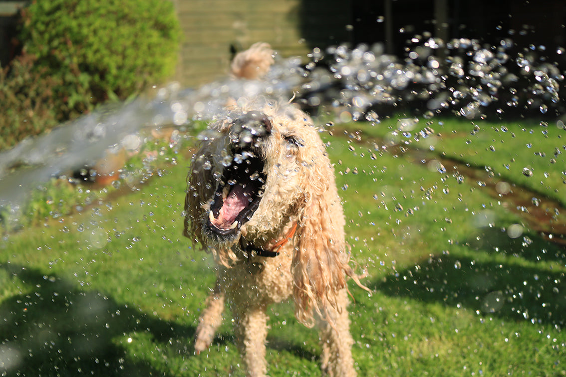 Warm weer? Tips om je hond koel te houden!